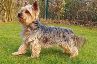 Silky Terrier Caminhando