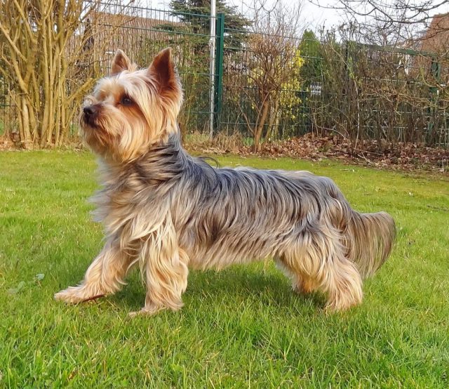 Silky Terrier Caminhando