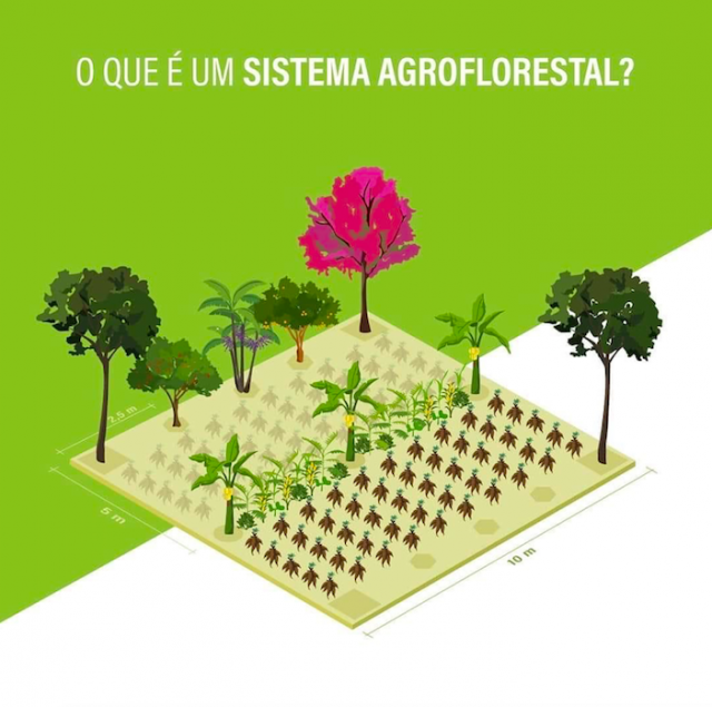 Sistema Agroflorestal 