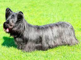 Skye Terrier Visto de Perto 