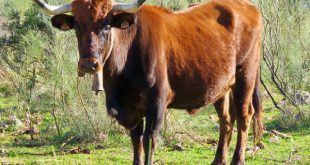 Vaca Pajuna no Campo