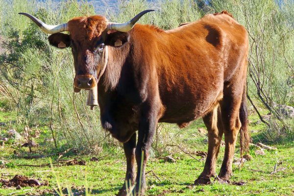 Vaca Pajuna no Pasto