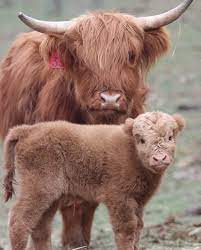 Vaca Peluda com Filhote 