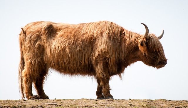 Vaca Peluda de Perfil