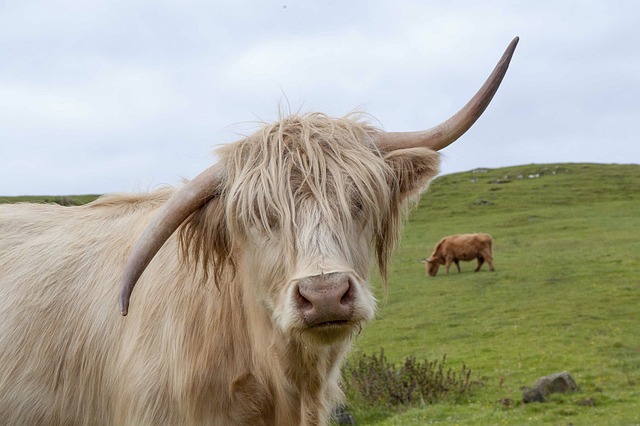 Vaca Peluda no Gramado 