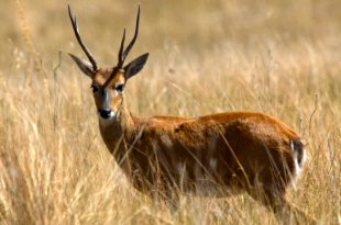 Veado-Campeiro na Natureza