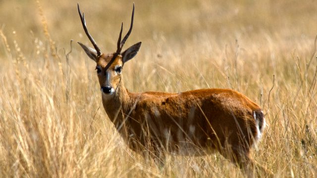 Veado-Campeiro na Natureza