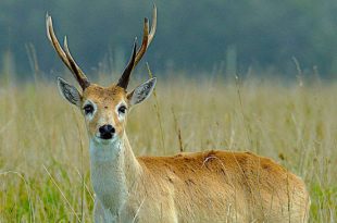 Veado-Campeiro na Natureza