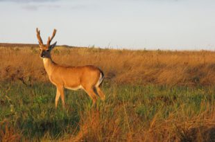 Veado Campeiro no Campo