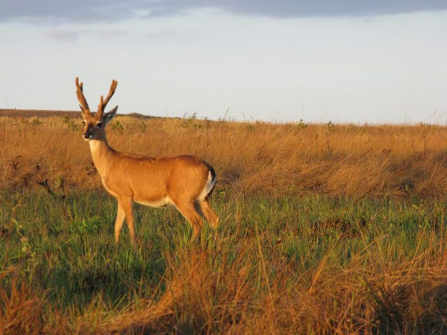 Veado Campeiro no Campo