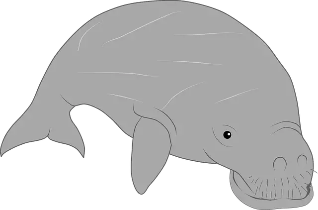 Ilustração do Dugongo