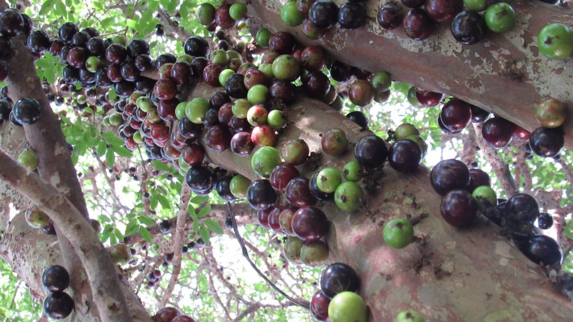 Jabuticaba: Tudo o que Você Precisa Saber sobre a Fruta