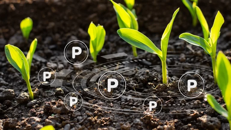 O Papel do Fósforo na Agricultura e na Fertilização do Solo