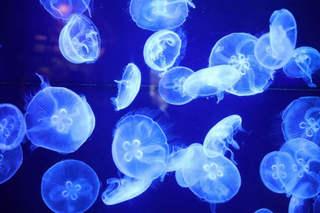 Bioluminescência em Animais Marinhos