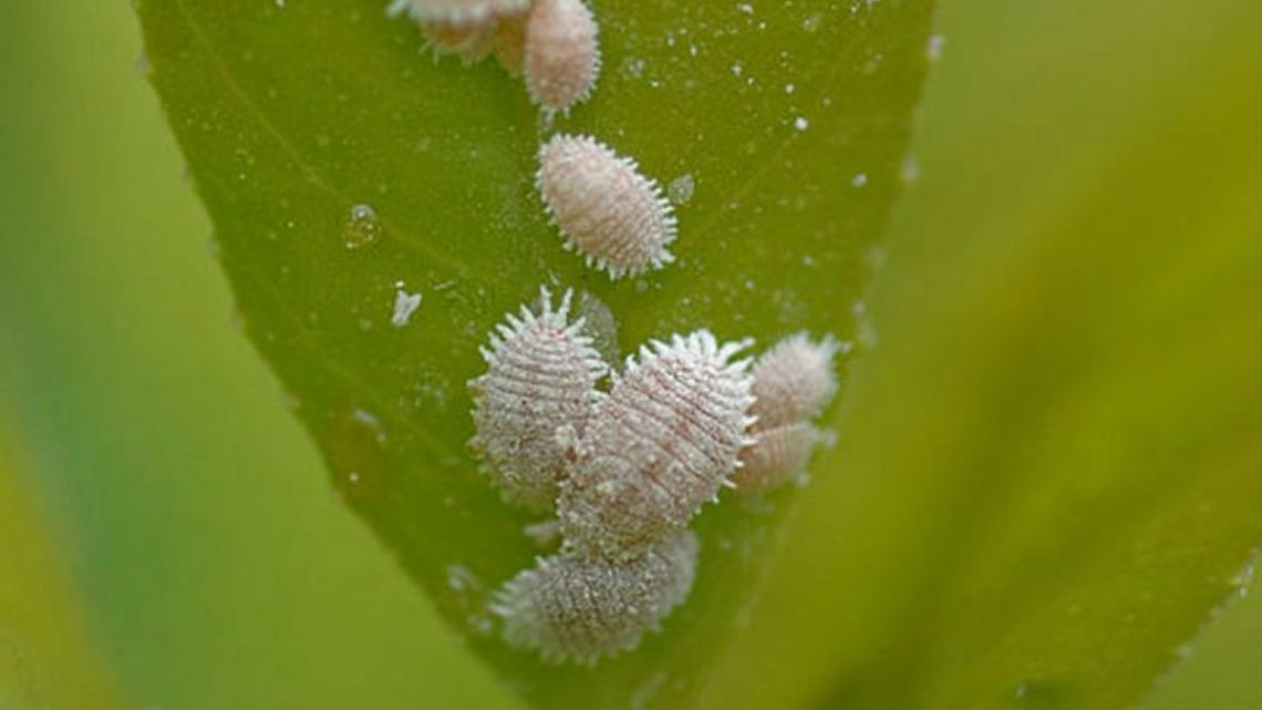 Como identificar e tratar pragas em plantas de interior?