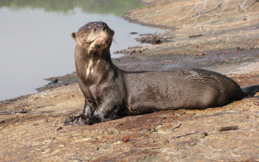 Animais Endêmicos da Amazônia