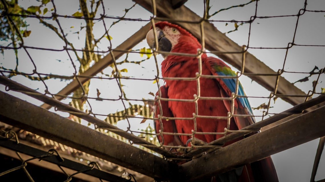 Tráfico Ilegal de Animais Silvestres