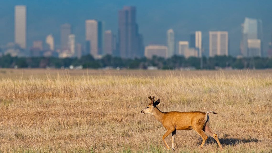 Impacto da Urbanização na Vida Selvagem