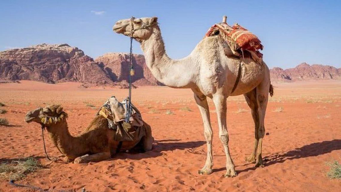 Adaptações de Animais ao Clima Desértico