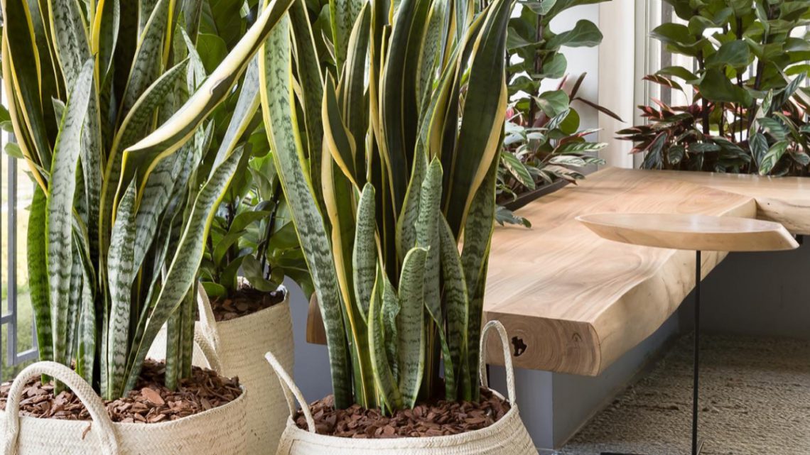 Plantas que purificam o ar: quais escolher?
