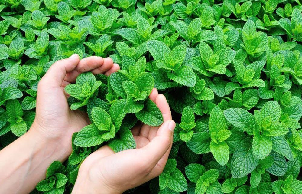 Propriedades medicinais do hortelã e como cultivá-lo em casa