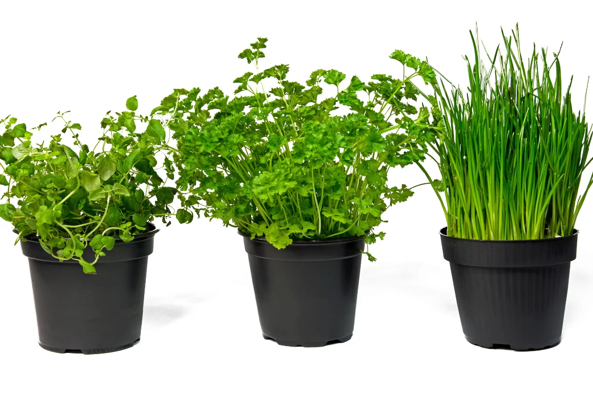 Os benefícios de ter um jardim de ervas na cozinha