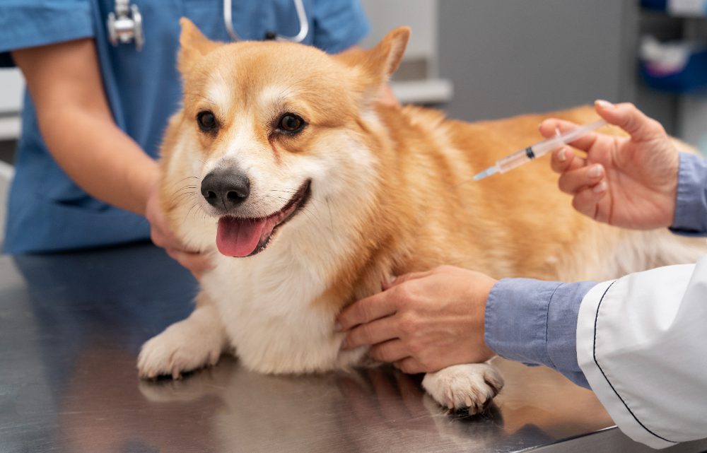 A importância da vacinação para a saúde dos pets