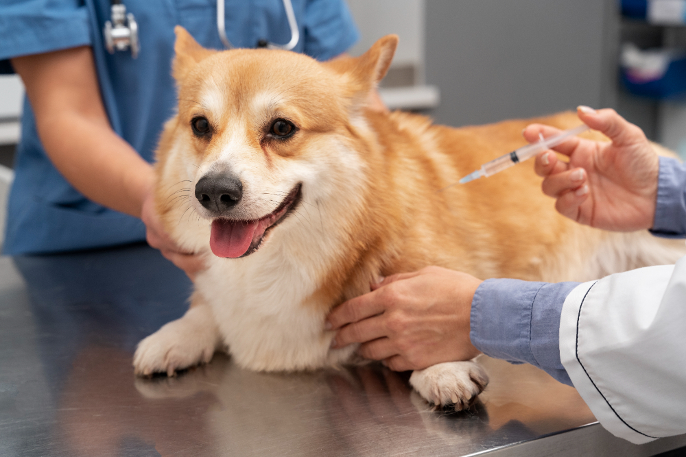 vacinação para a saúde dos pets