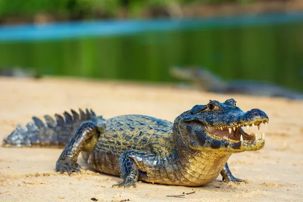 Como os jacarés regulam a temperatura do corpo?