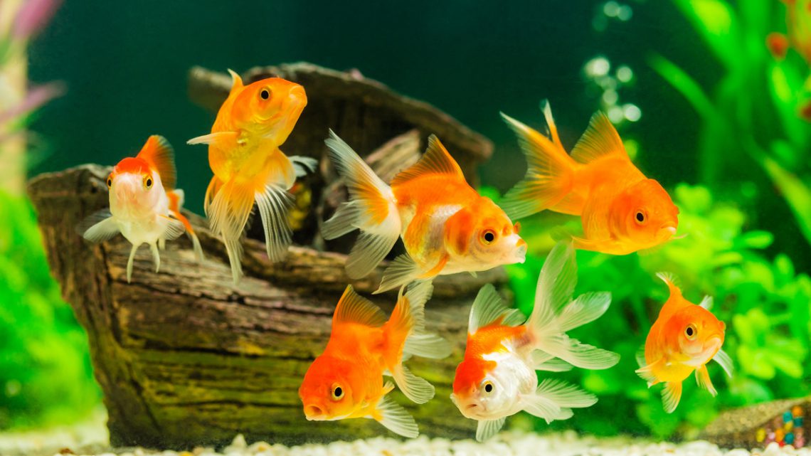Como manter o aquário saudável para peixes de água doce?