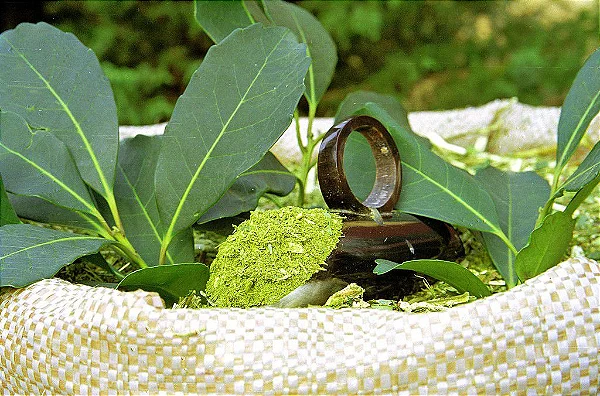 Como plantar erva-mate e quais seus usos tradicionais?