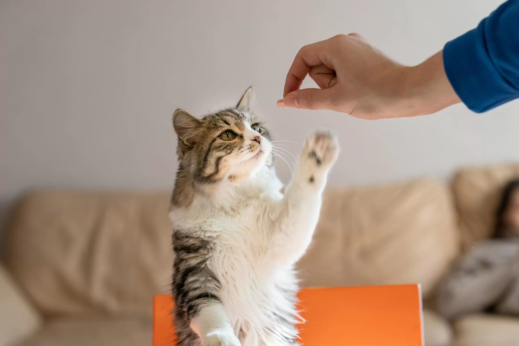 Gatos podem ser treinados como cães? Descubra como!