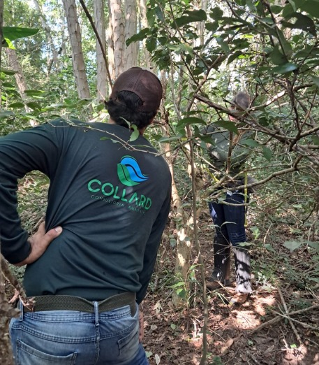 Collard Ambiental