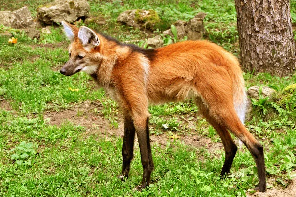 lobo-guará