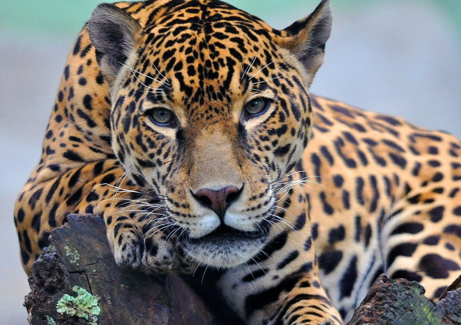 Diferenças entre onças, leopardos e guepardos