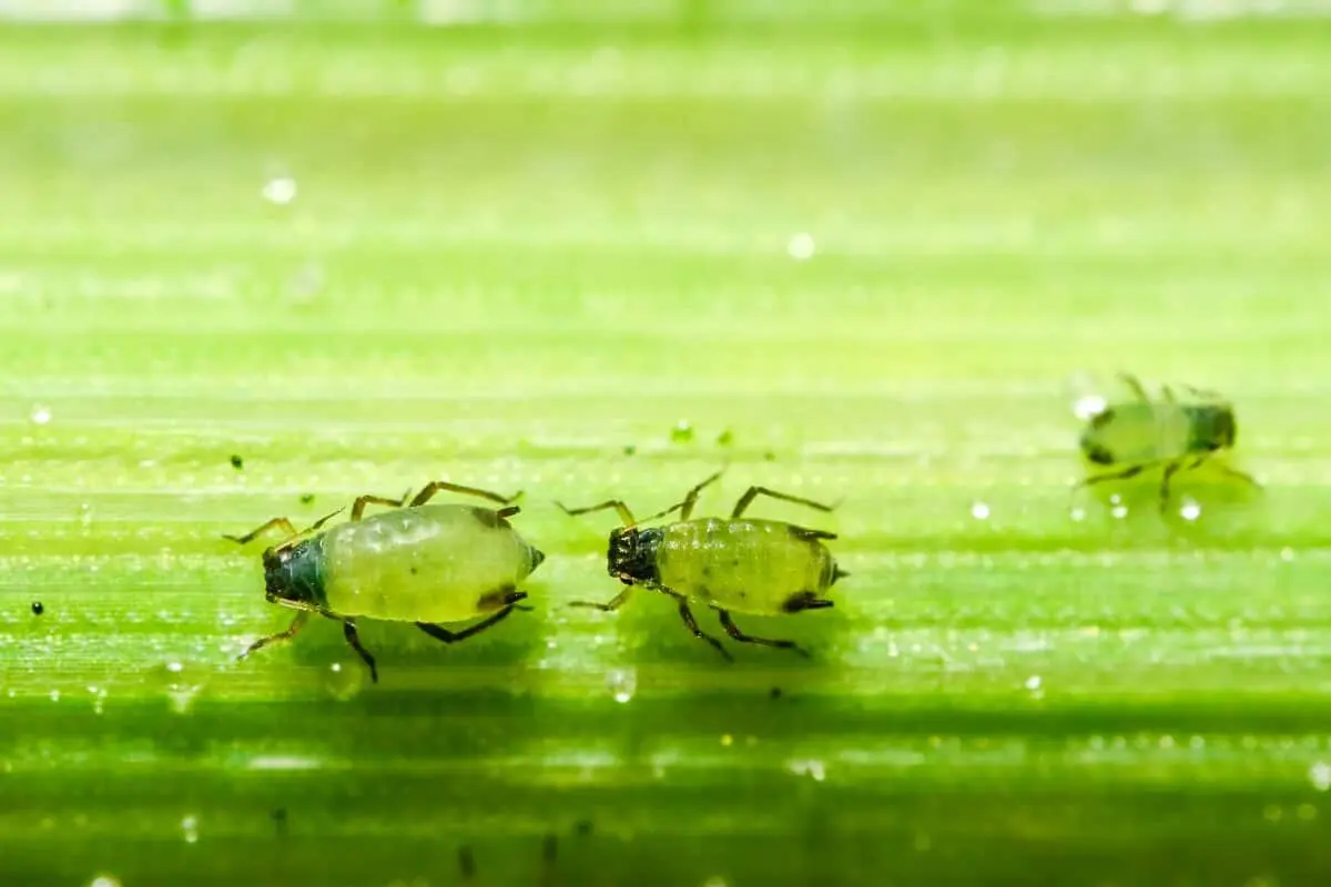 Como evitar que pragas invadam plantas caseiras?