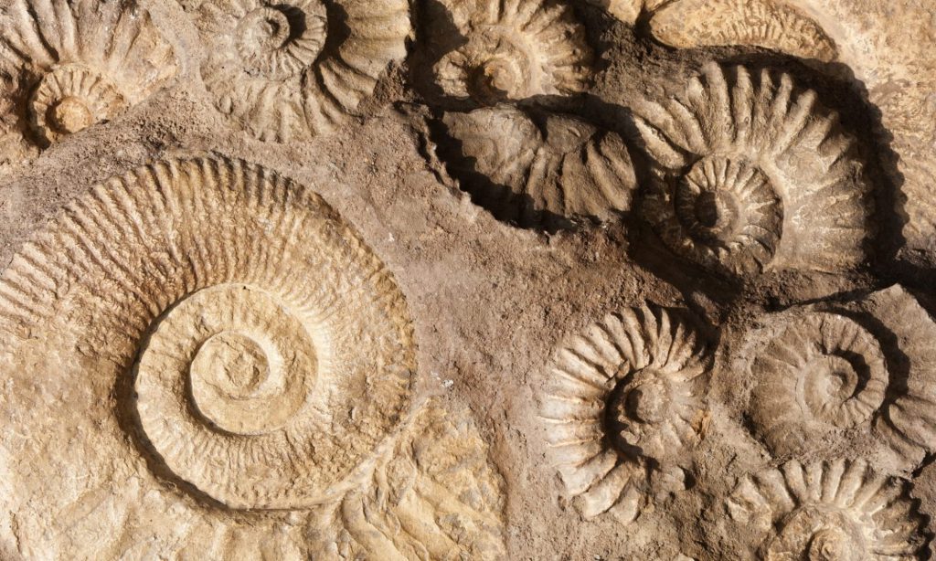 fósseis nas camadas geologicas