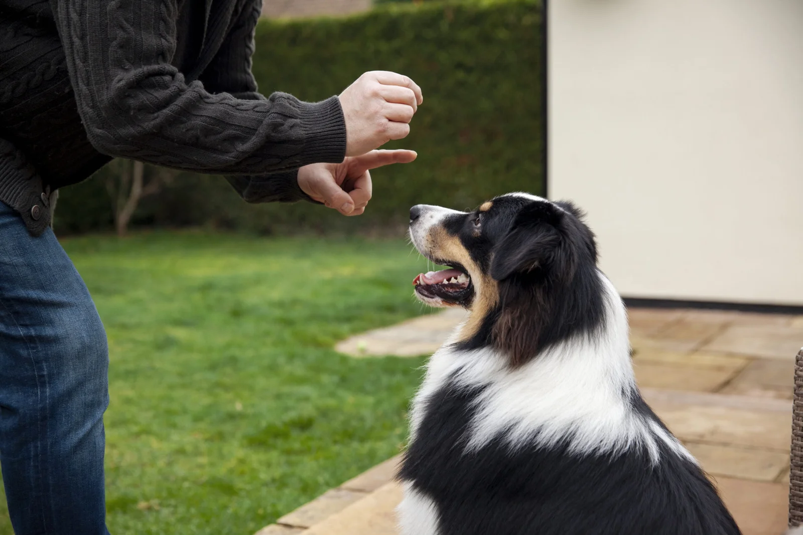 comandos básicos para cães
