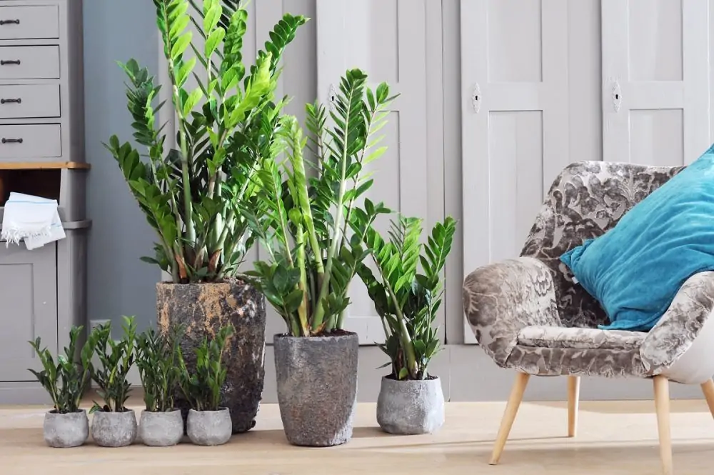 Como cultivar zamioculcas e manter suas folhas brilhantes?