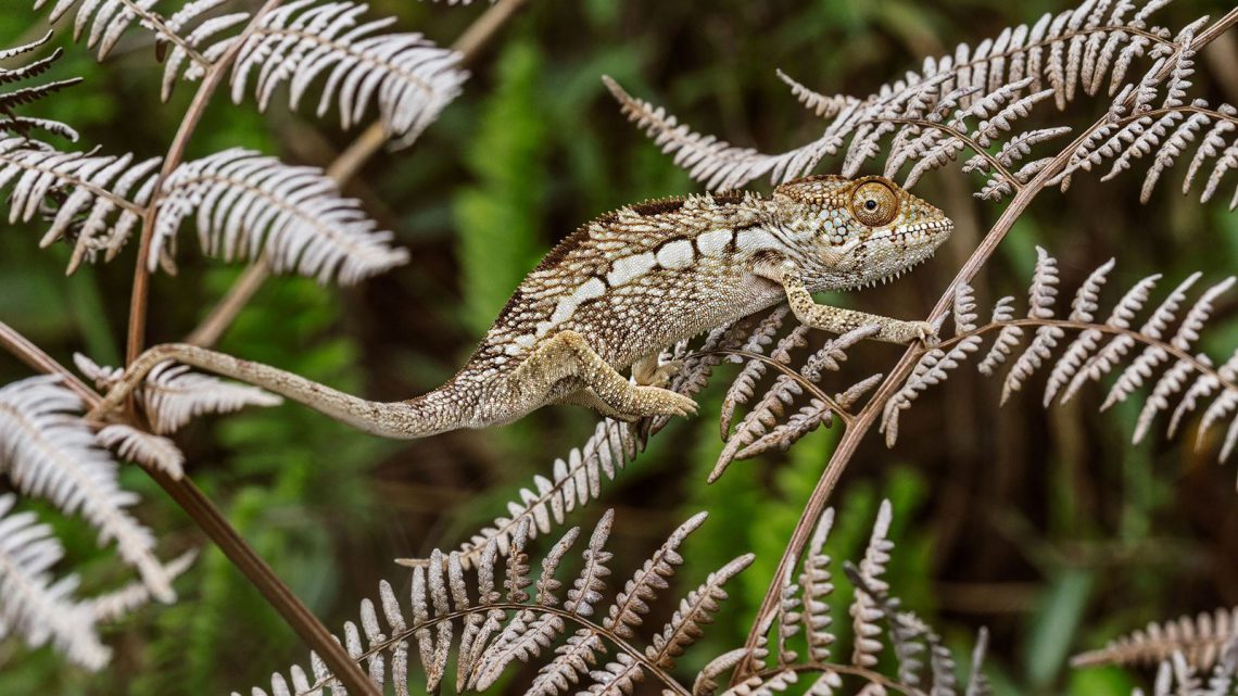 O que torna os camaleões mestres da camuflagem?