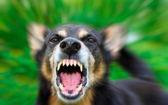 Como lidar com a agressividade em cães?