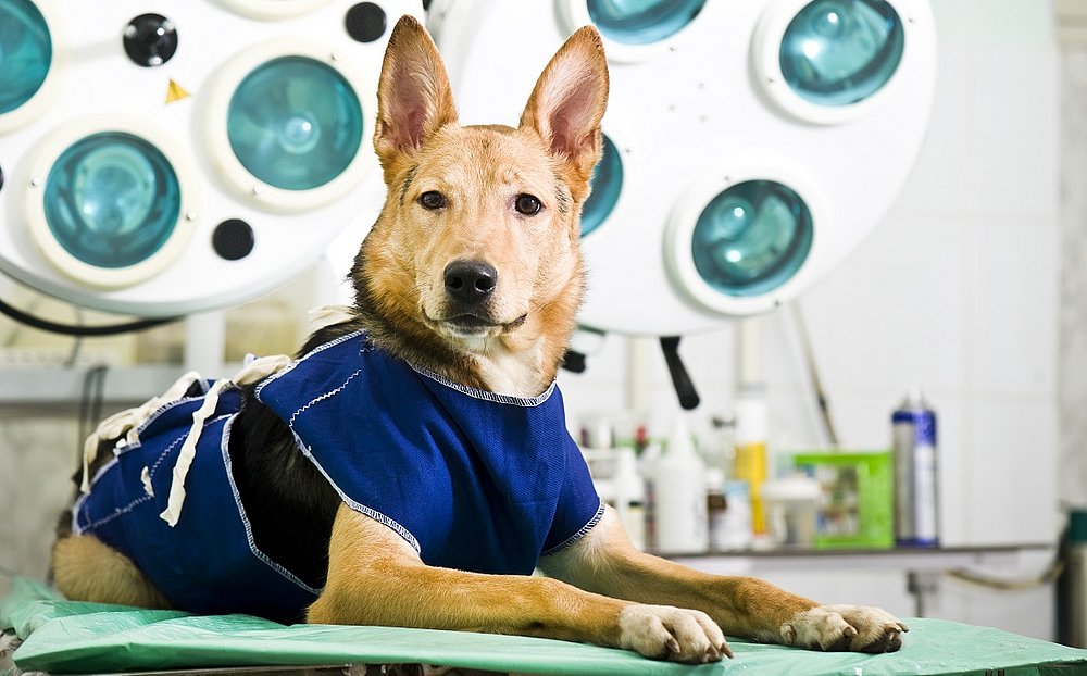Os mitos e verdades sobre a castração de cães e gatos