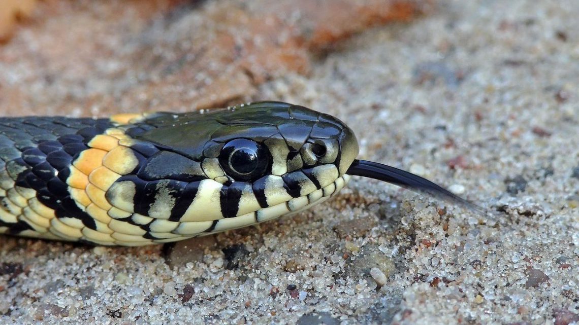Como as cobras detectam o calor das presas?