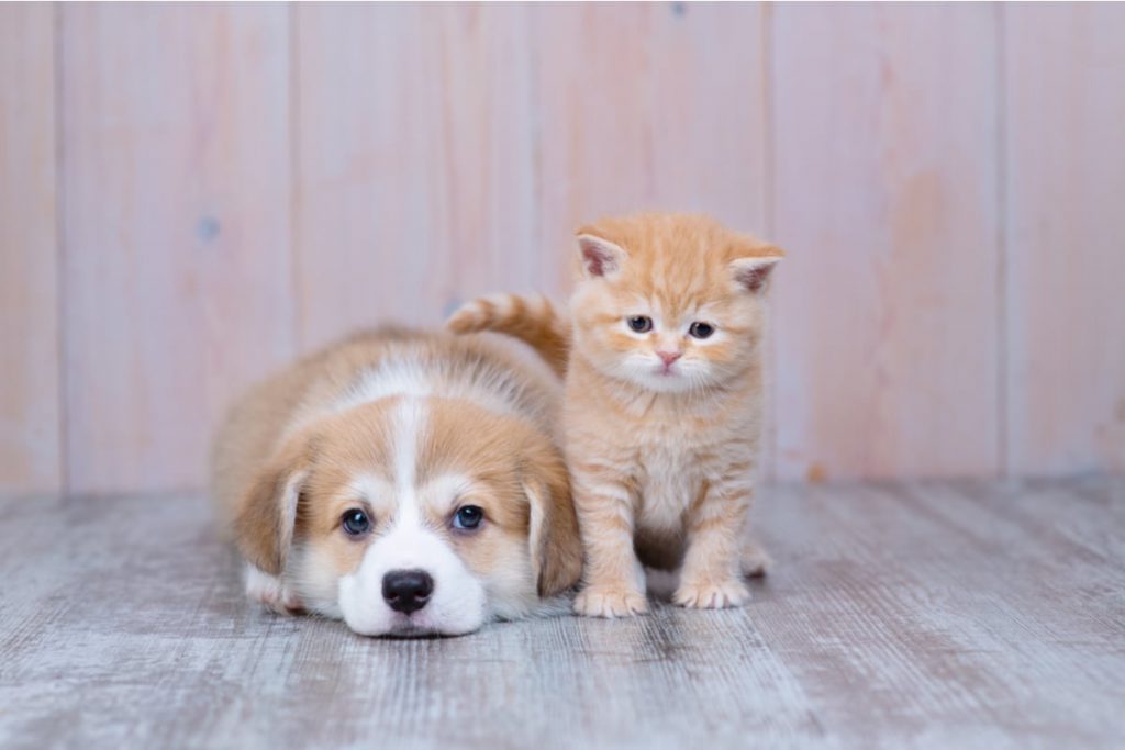 filhotes de cães e gatos