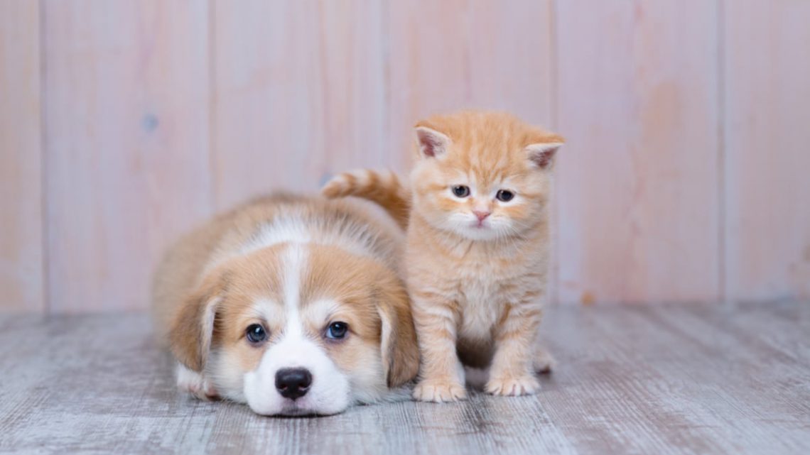 A importância da socialização para filhotes de cães e gatos