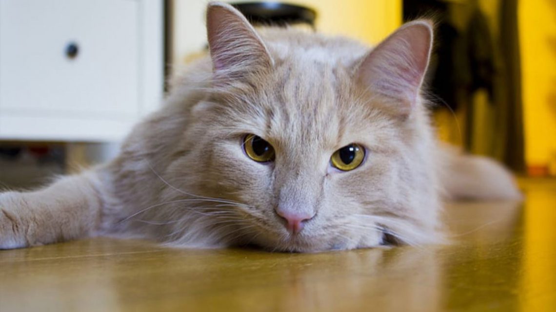 Quais são os sinais de que seu gato está doente?
