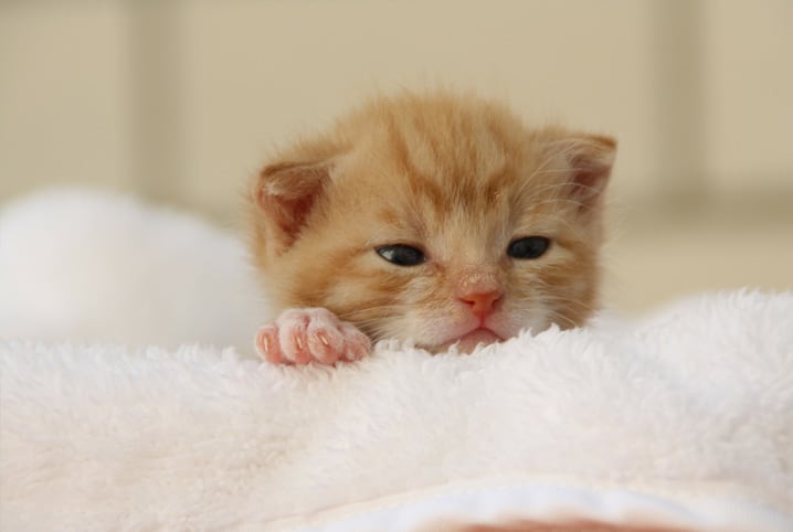 gato filhote