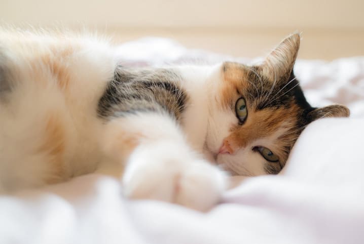Como evitar problemas de comportamento em gatos domésticos?