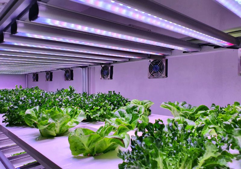 O efeito da iluminação artificial nas plantas de interior