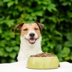 melhor ração para o seu pet